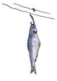 Hanging fisht